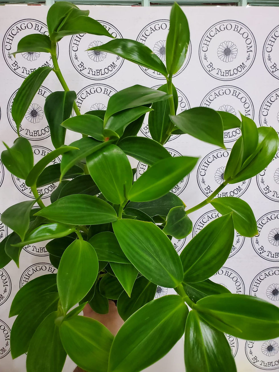 Thumbnail: Costus woodsonii, Red Button Ginger