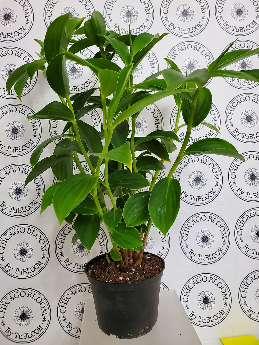 Thumbnail: Costus woodsonii, Red Button Ginger