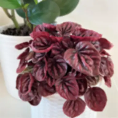 RED Ripple - Peperomia