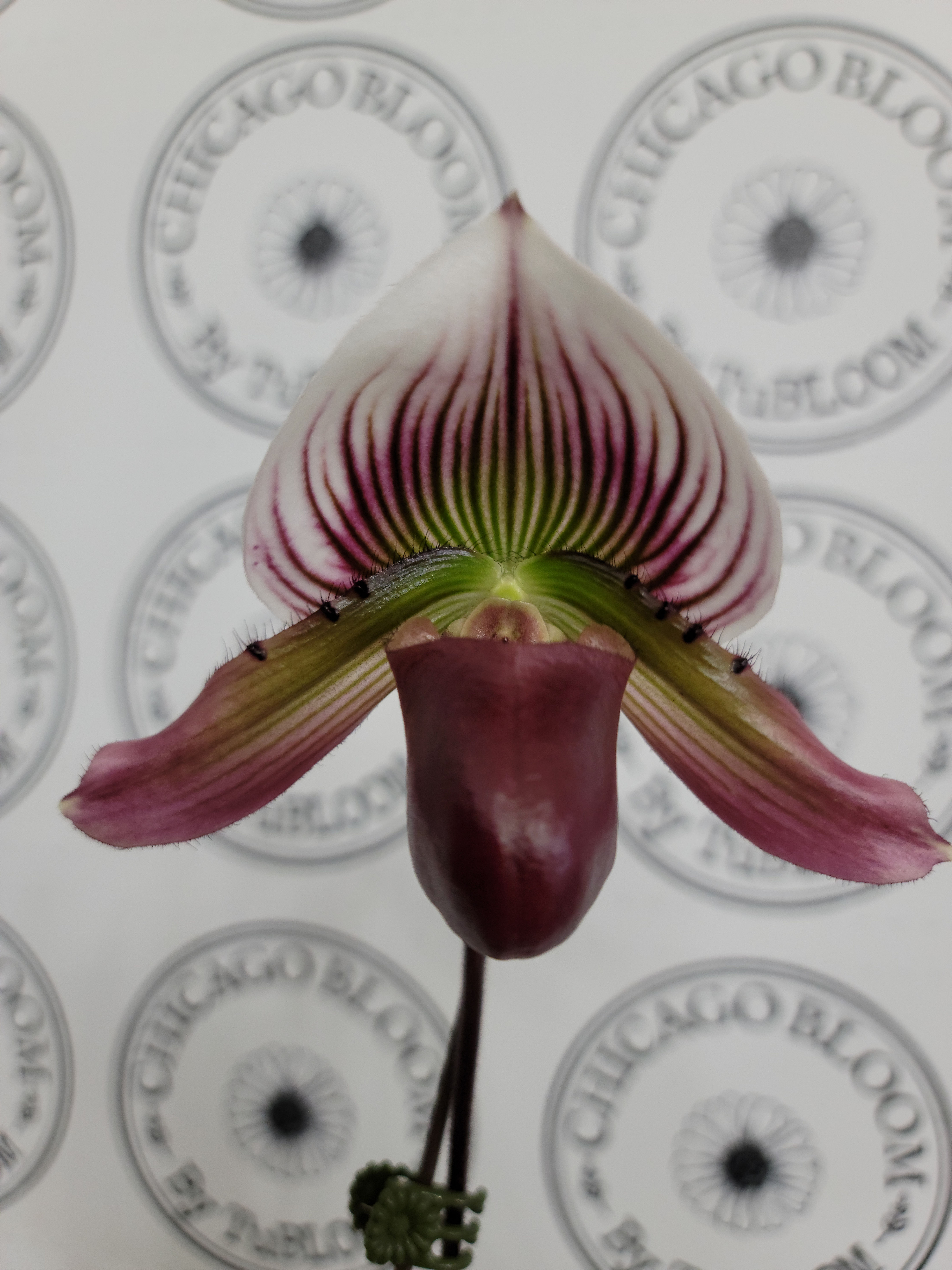 Lady Slipper Orchid - Purple Stripe