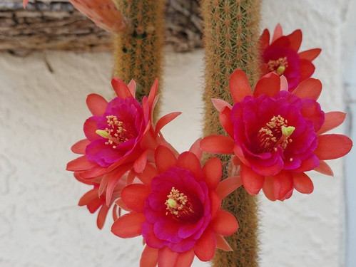 Hildewintera Colademononis - Monkey/Foxtail Cactus | Chicago Bloom