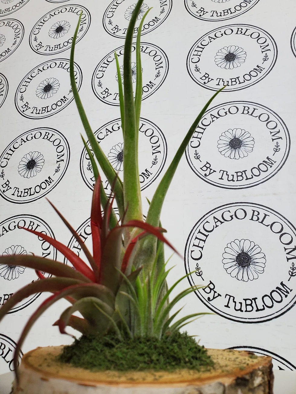 Thumbnail: Air Plant Trio on Birch Tablescape