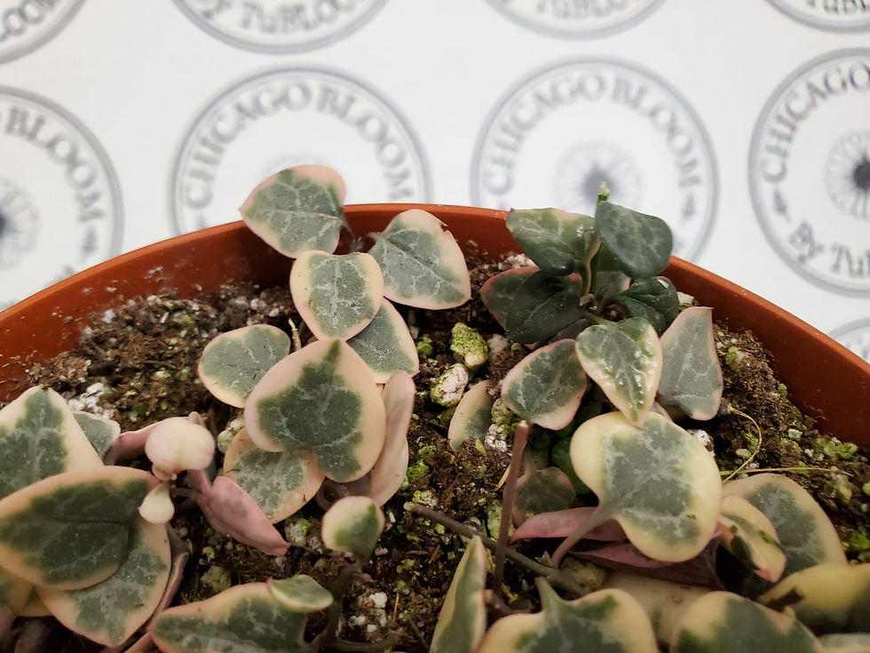 Thumbnail: String of Hearts - Variegated