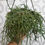 Thumbnail: Rhipsalis Mistletoe Cactus 