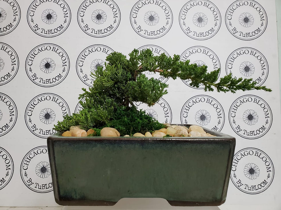 Thumbnail: XL BONSAI! Glazed Rectangular