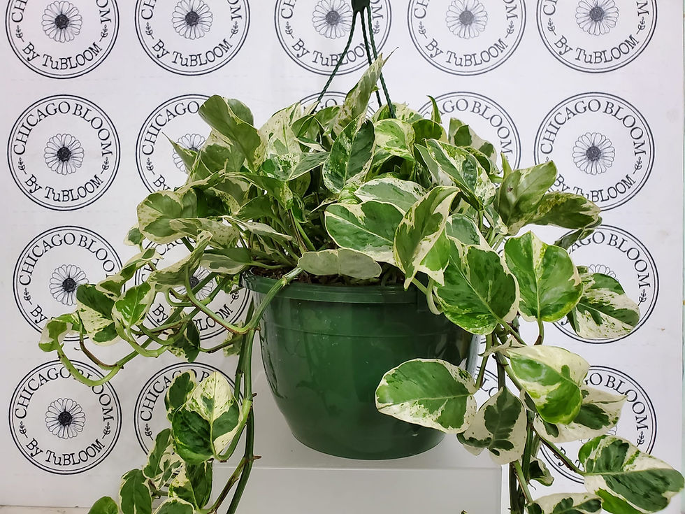 Thumbnail: Pothos PEARLS & JADE