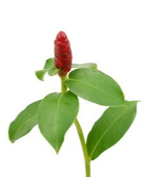 Costus woodsonii, Red Button Ginger