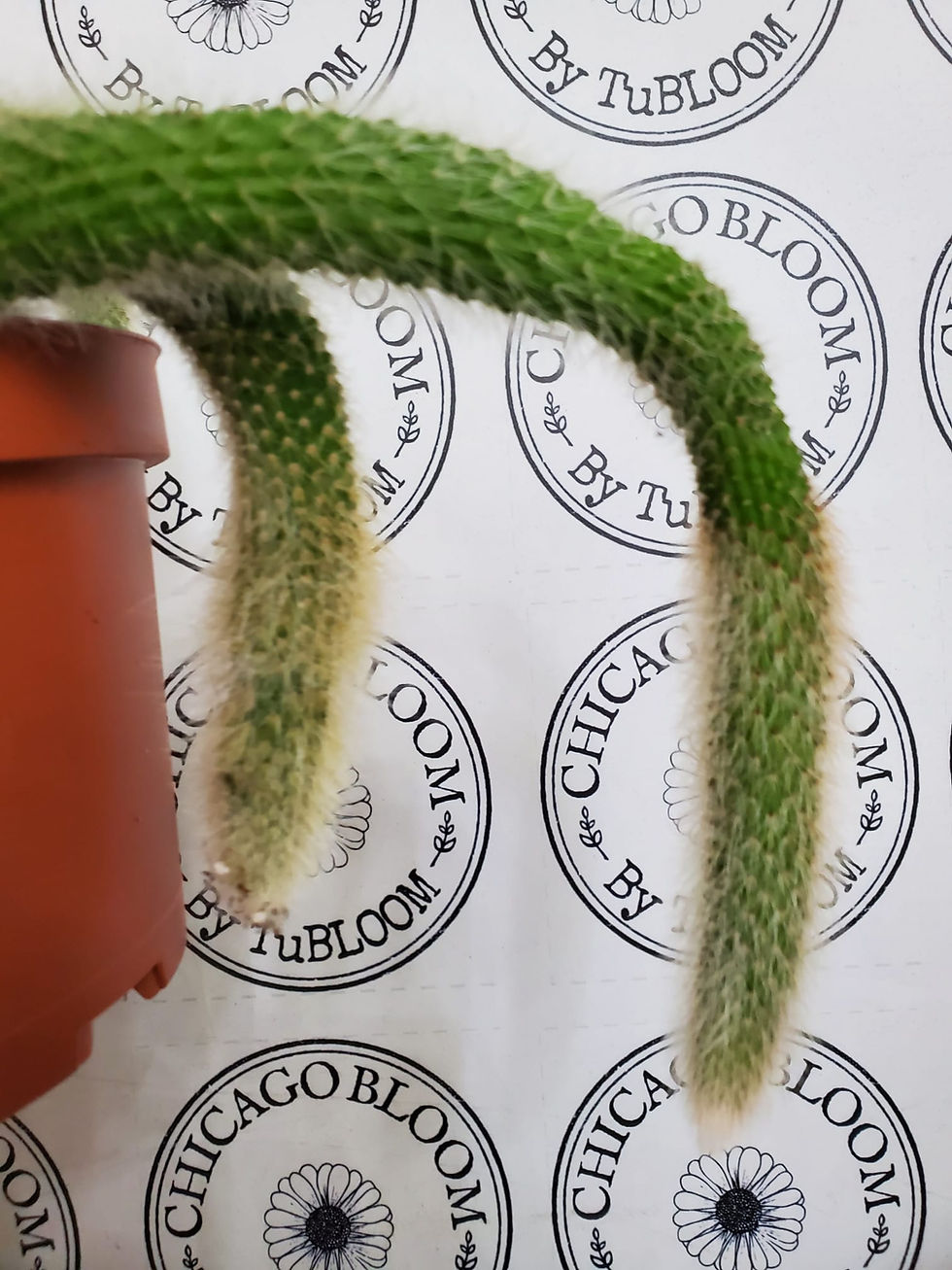 Thumbnail: Hildewintera Colademononis - Monkey/Foxtail Cactus