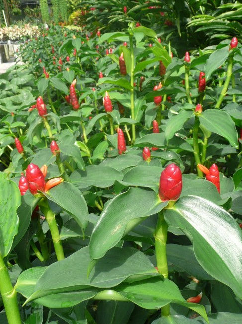 Thumbnail: Costus woodsonii, Red Button Ginger