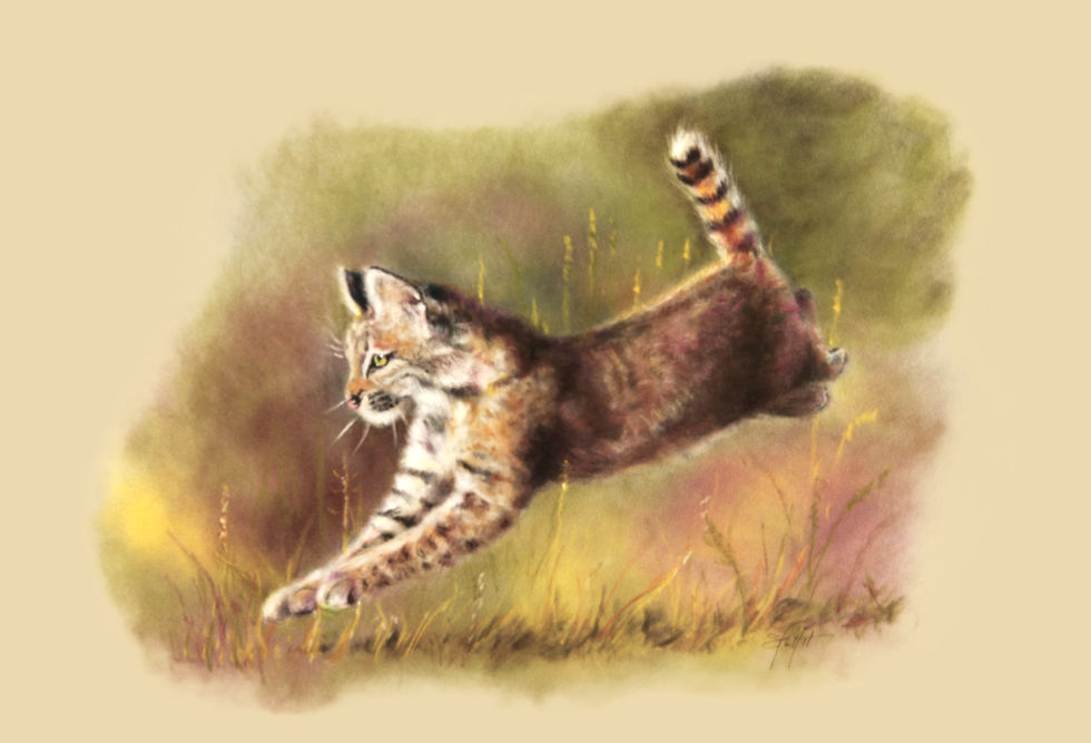 Lynx_Susan Pettit_pastels