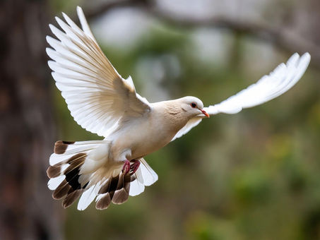 The Dove & The Deeper Meaning