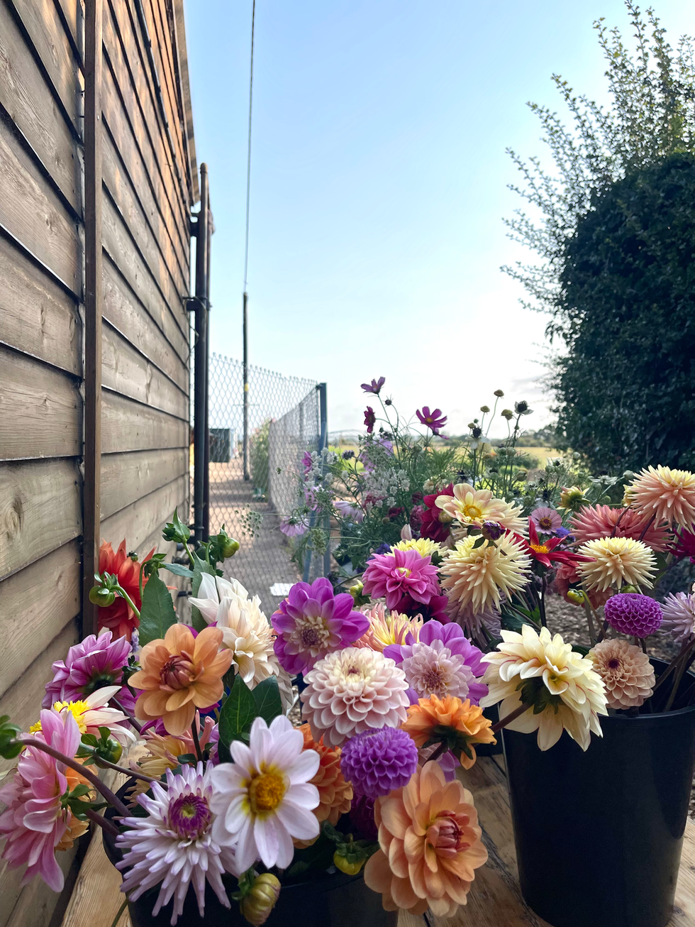 Buckets of dahlias for a DIY wedding