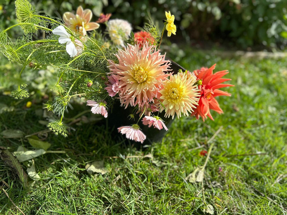 Varieties of dahlias