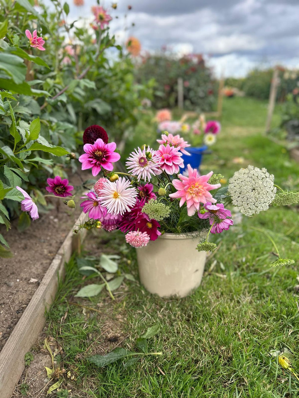 Buckets of dahlias