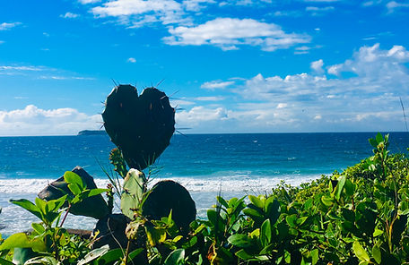 Heart cactus