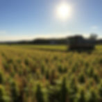 large mature hemp fields on a sunny October afternoon ready to be harvested .jpg