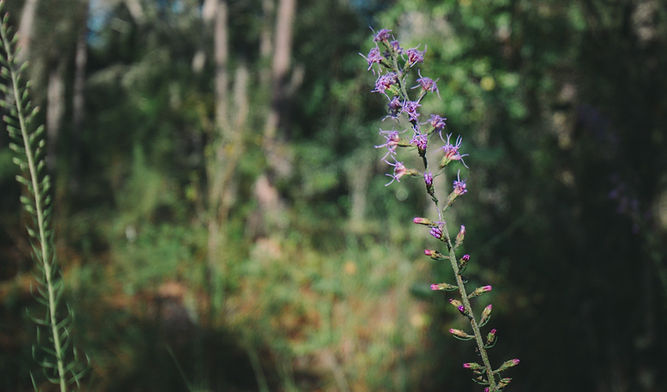 Nature, and a blazing stars flower