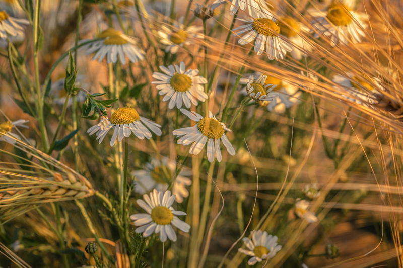 Barley and Daisies No 7