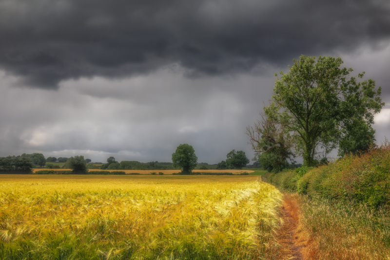 Storm Over The Barley