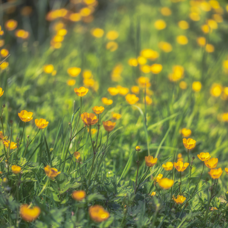 Shustoke Buttercups No 2