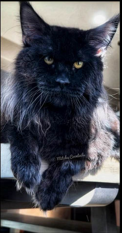 black solid large maine coon