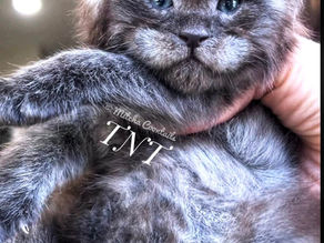 HAPPY HOUR ANNOUNCED - Maine Coon Kittens For Sale