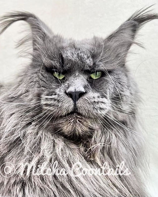 blue RBF maine coon