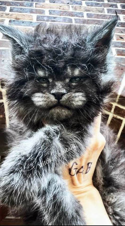 best maine coon breeder texas