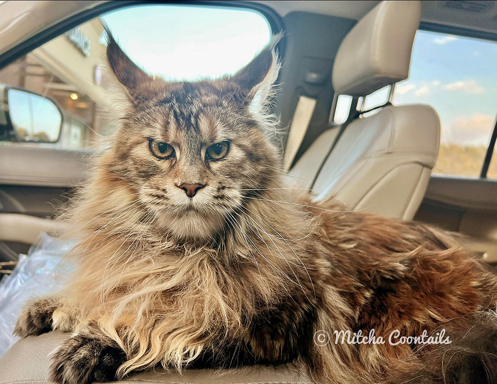 Polydactyl Maine Coon Kittens Available