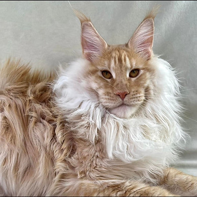 red smoke maine coon