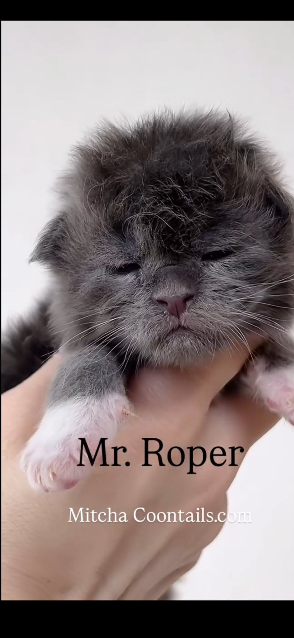 maine coon kittens for sale louisiana