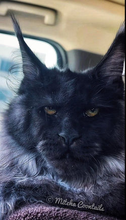 black smoke maine coon female houston texas