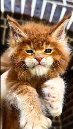 best breeder show maine coon
