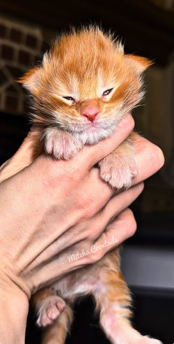 breeders maine coon health tested colorado