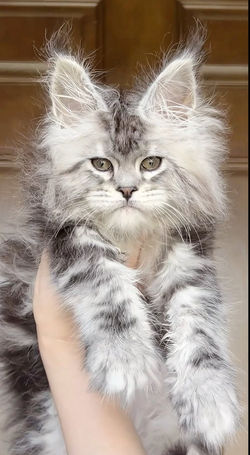 black silver tabby maine coon female sale texas