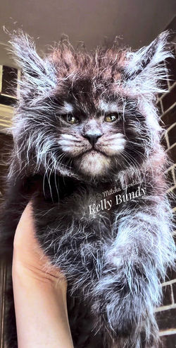 best breeder usa black smoke maine coon