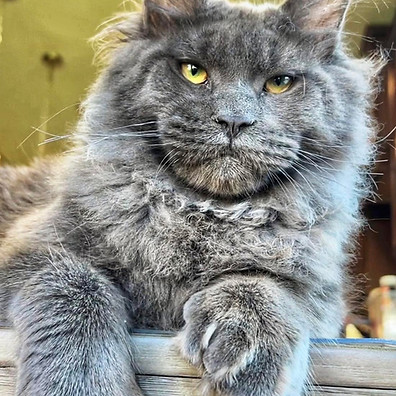 blue smoke polydactyl maine coon texas new mexico