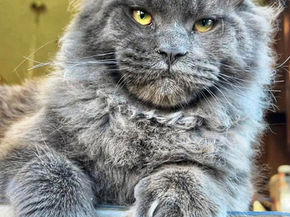 blue smoke poly maine coon texas