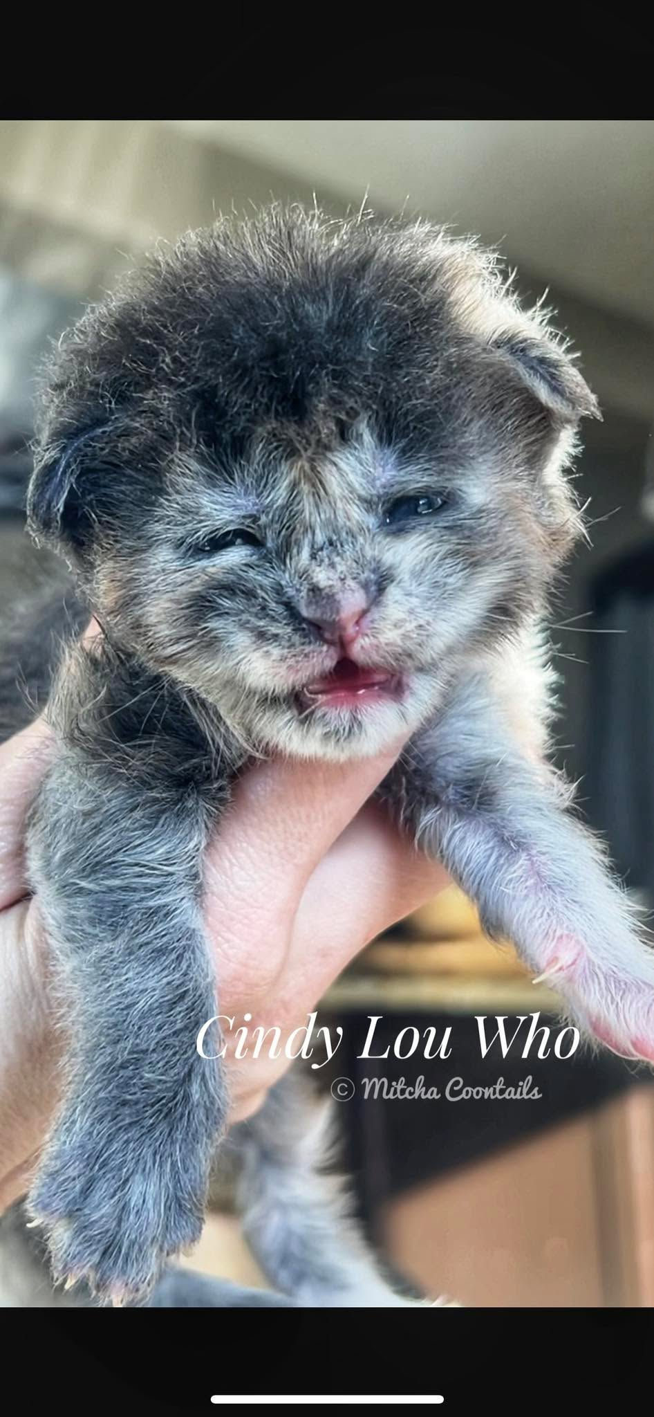 christmas kittens for sale texas maine coon