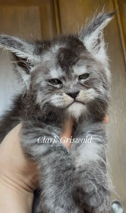 black smoke kitten new mexico