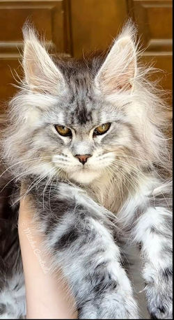 black silver tabby maine coon texas