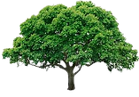 tree_edited.png
