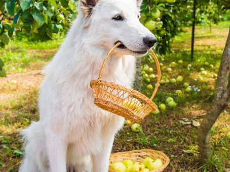 Fresh Food for Dogs