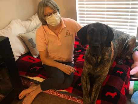 Does My Dog Need A Massage?