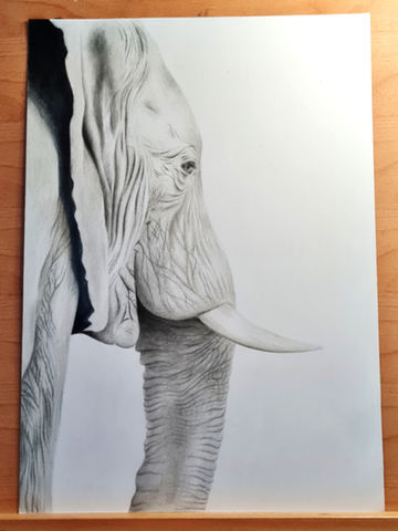 Realistische Buntstiftzeichnung eines Elefanten