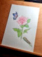 Realistische Buntstiftzeichnung von einer Raupe einem Schmetterling und einer Rose im Zentrum