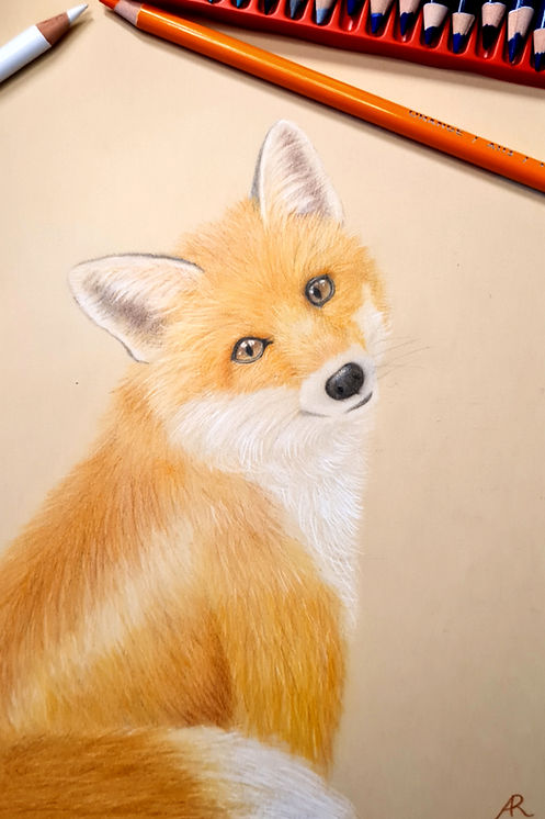 Buntstiftzeichnung von einem Fuchs