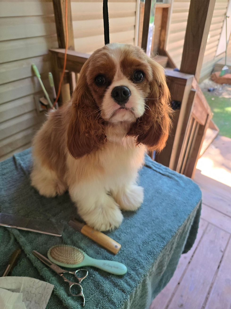 Jamie show grooming