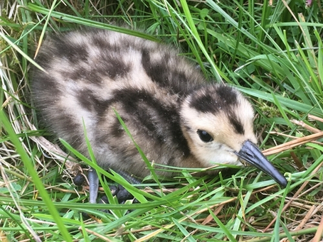 £50,000 to Watch Curlews Go Extinct: Warwickshire's Conservation Farce