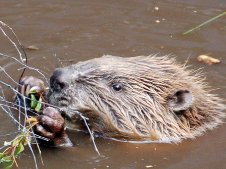 BBC Countryfile gives 'guerrilla rewilders' an easy ride on species reintroduction